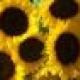 Sunflower's picture